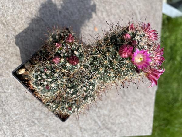 Mammillaria zeilmanniana